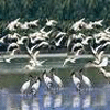 Migration Birds @ Kumarakom
